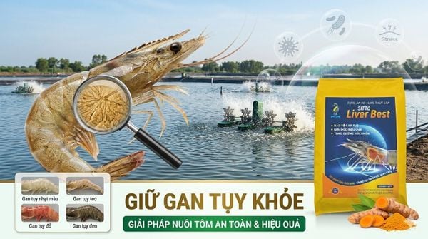HỆ THỐNG BẢO VỆ GAN TỤY ĐA CƠ CHẾ CHO TÔM NUÔI THÂM CANH