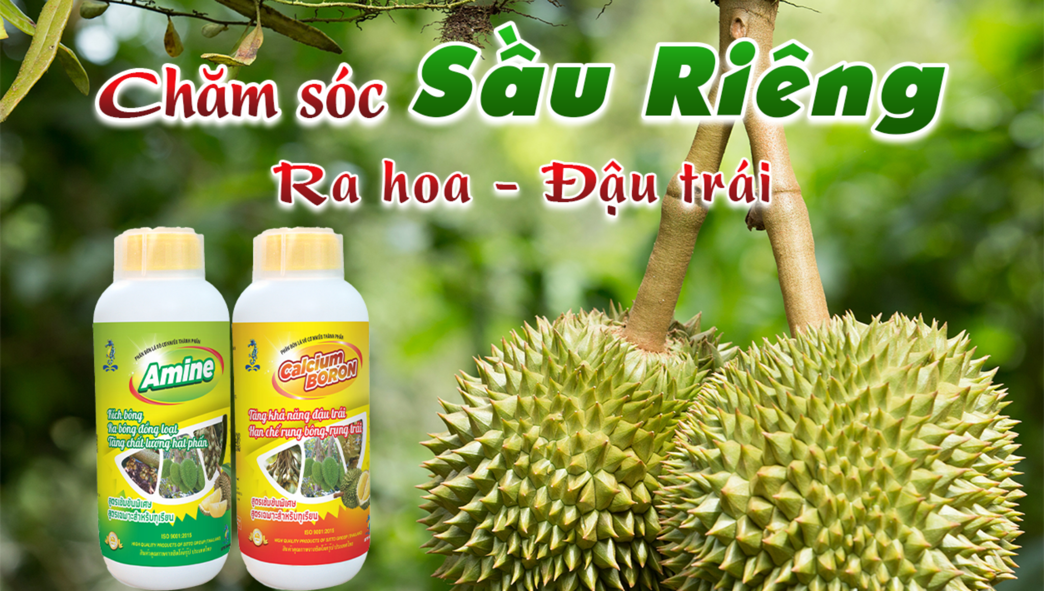 Kỹ Thuật Chăm Sóc Cây Sầu Riêng Giai Đoạn Ra Hoa Đậu Trái