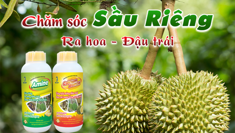 Kỹ Thuật Chăm Sóc Cây Sầu Riêng Giai Đoạn Ra Hoa Đậu Trái