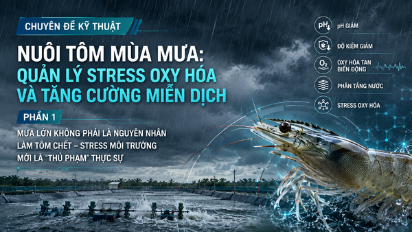 MƯA LỚN KHÔNG PHẢI LÀ NGUYÊN NHÂN LÀM TÔM CHẾT – STRESS MÔI TRƯỜNG MỚI LÀ 
