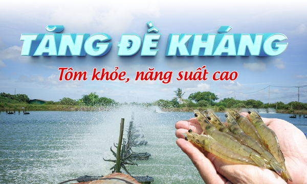 ENHANCE SHRIMP IMMUNITY FOR BETTER HEALTH AND HIGHER YIELD