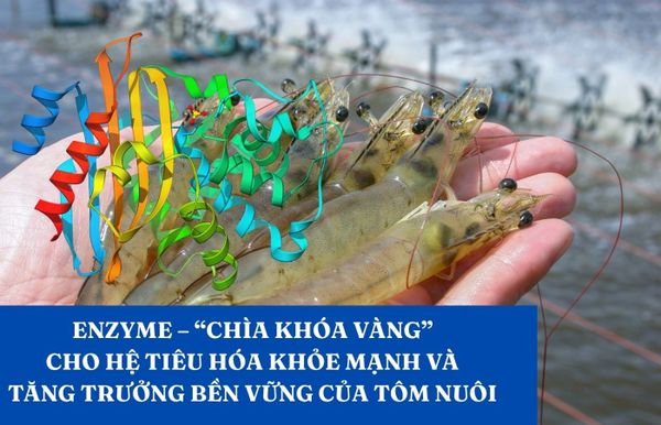 ENZYME – “CHÌA KHÓA VÀNG” CHO HỆ TIÊU HÓA KHỎE MẠNH VÀ TĂNG TRƯỞNG BỀN VỮNG CỦA TÔM NUÔI