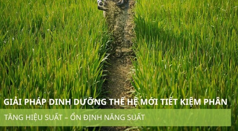 GIẢI PHÁP DINH DƯỠNG THẾ HỆ MỚI - TIẾT KIỆM PHÂN – TĂNG HIỆU SUẤT – ỔN ĐỊNH NĂNG SUẤT