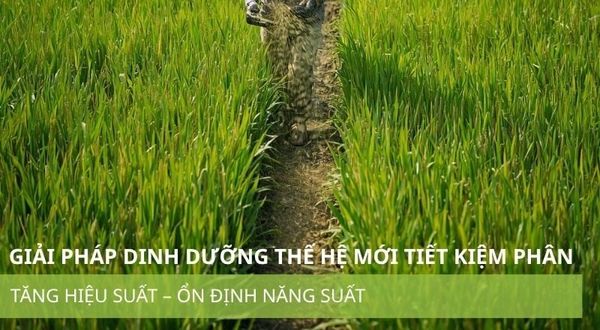 GIẢI PHÁP DINH DƯỠNG THẾ HỆ MỚI - TIẾT KIỆM PHÂN – TĂNG HIỆU SUẤT – ỔN ĐỊNH NĂNG SUẤT