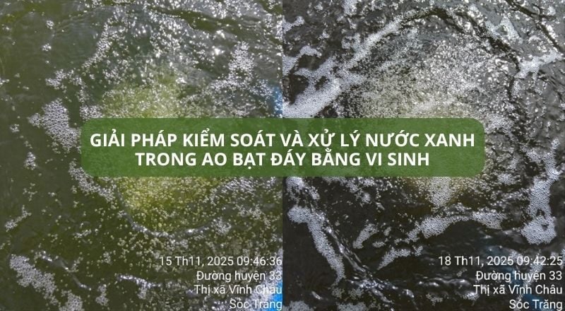GIẢI PHÁP KIỂM SOÁT VÀ XỬ LÝ NƯỚC XANH TRONG AO BẠT ĐÁY BẰNG VI SINH