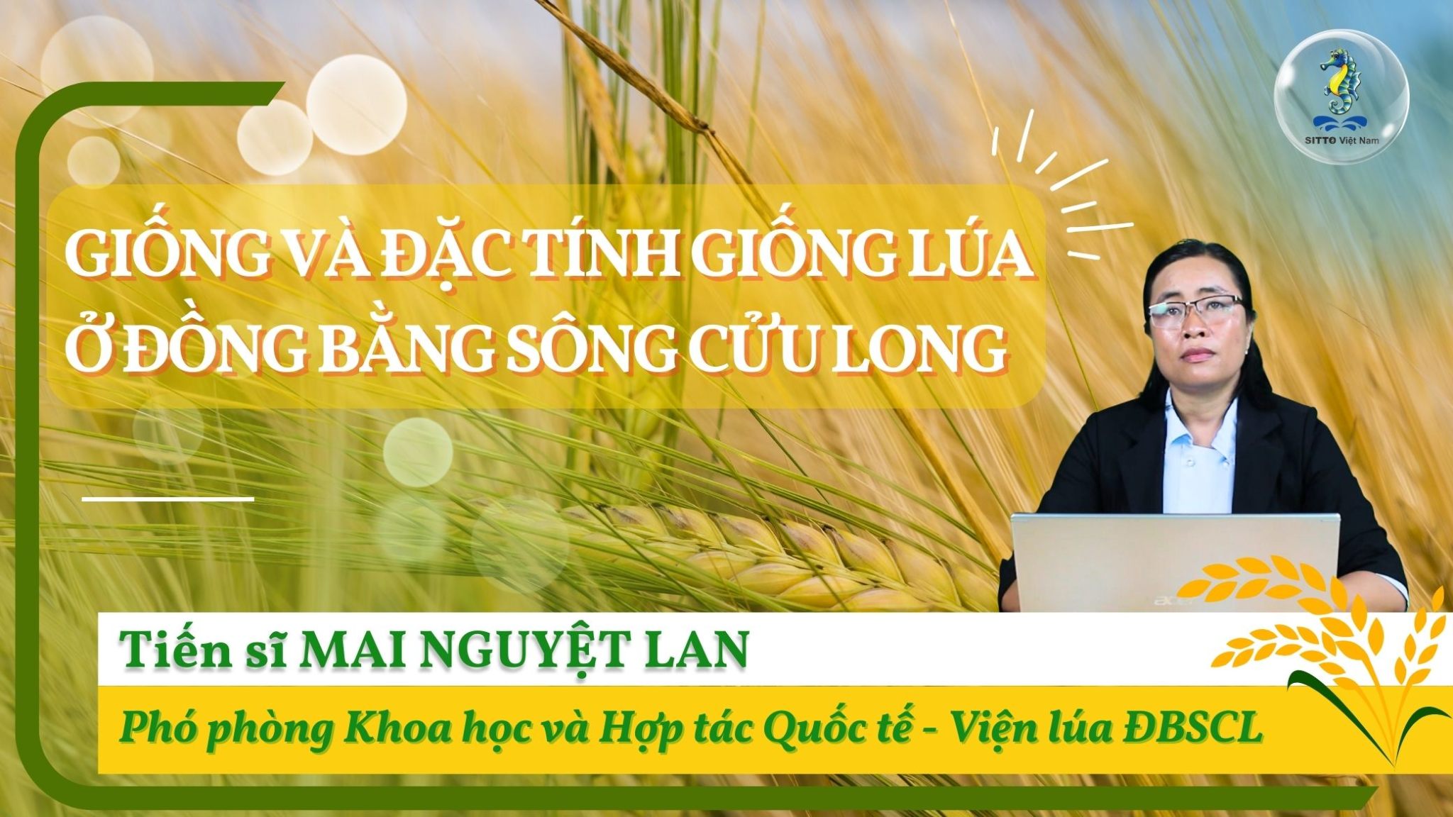 Giống và đặc tính giống lúa ở ĐBSCL | Kỹ thuật canh tác lúa (Bài 6)