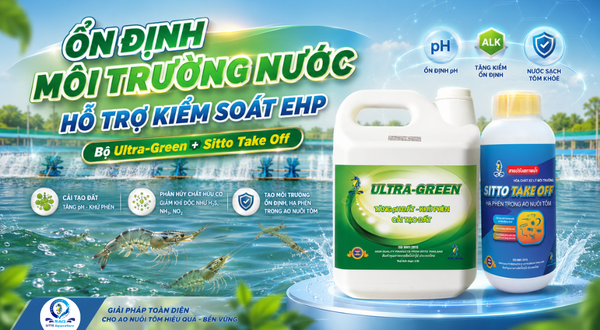CHỦ ĐỘNG KIỂM SOÁT EHP, ỔN ĐỊNH NƯỚC AO VỚI ULTRA-GREEN VÀ SITTO TAKE OFF