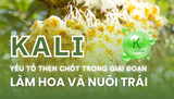 KALI – YẾU TỐ THEN CHỐT TRONG GIAI ĐOẠN LÀM HOA VÀ NUÔI TRÁI