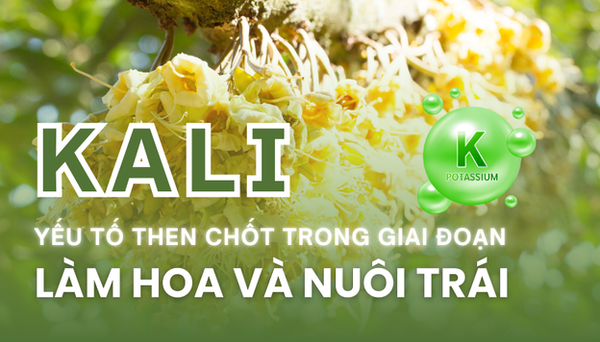 KALI – YẾU TỐ THEN CHỐT TRONG GIAI ĐOẠN LÀM HOA VÀ NUÔI TRÁI
