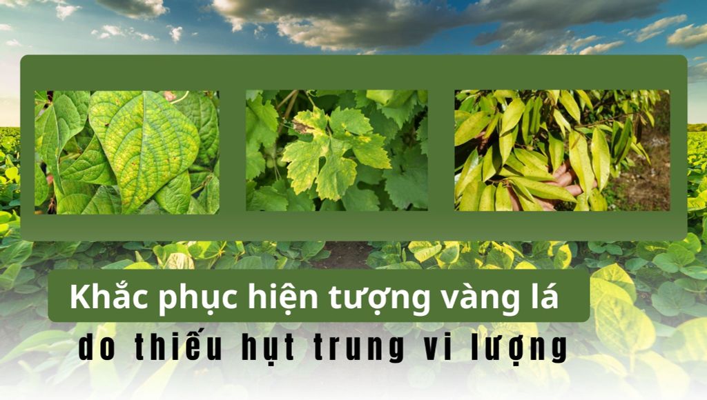 Khắc phục hiện tượng vàng lá do thiếu hụt trung vi lượng