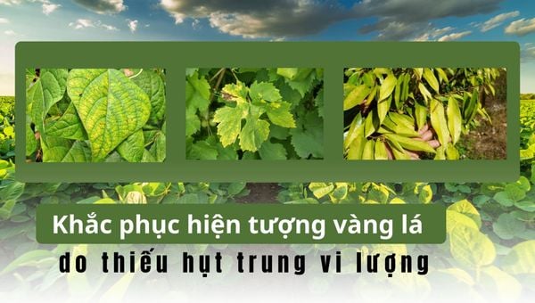 Khắc phục hiện tượng vàng lá do thiếu hụt trung vi lượng