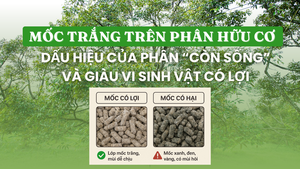 Mốc trắng trên phân hữu cơ - Dấu hiệu của phân “còn sống” và giàu vi sinh vật có lợi