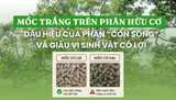 MỐC TRẮNG TRÊN PHÂN HỮU CƠ - DẤU HIỆU CỦA PHÂN “CÒN SỐNG” VÀ GIÀU VI SINH VẬT CÓ LỢI