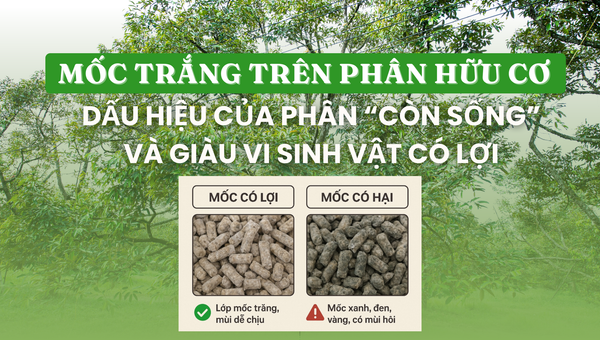 Mốc trắng trên phân hữu cơ - Dấu hiệu của phân “còn sống” và giàu vi sinh vật có lợi