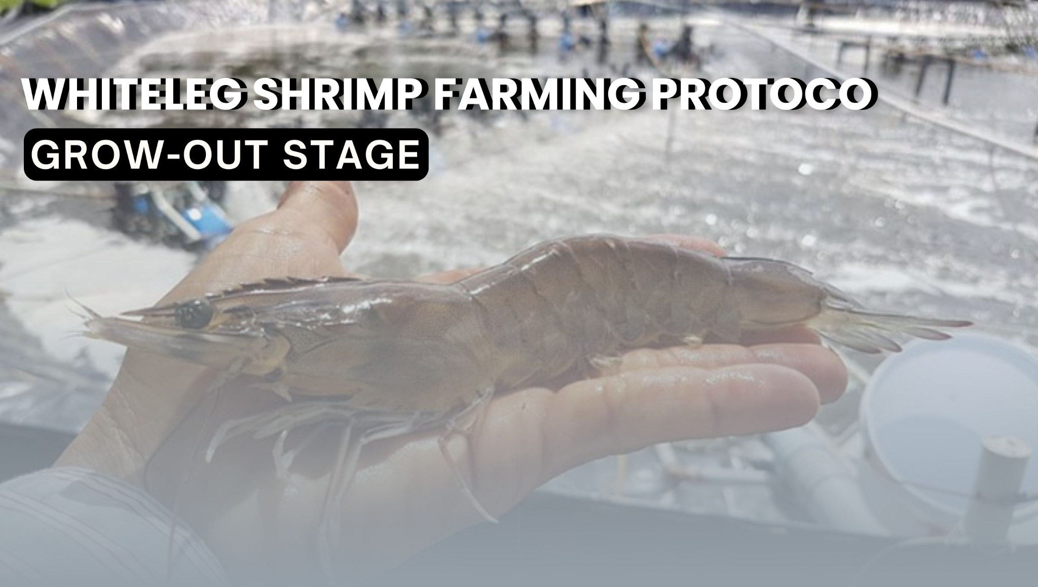 Shrimp Pond Care & Environmental Management | Whiteleg Shrimp Farming Protocol in Liner Ponds (Part 6 & 7)