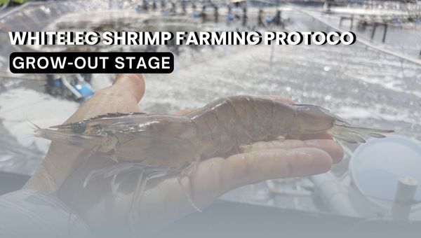 Shrimp Pond Care & Environmental Management | Whiteleg Shrimp Farming Protocol in Liner Ponds (Part 6 & 7)