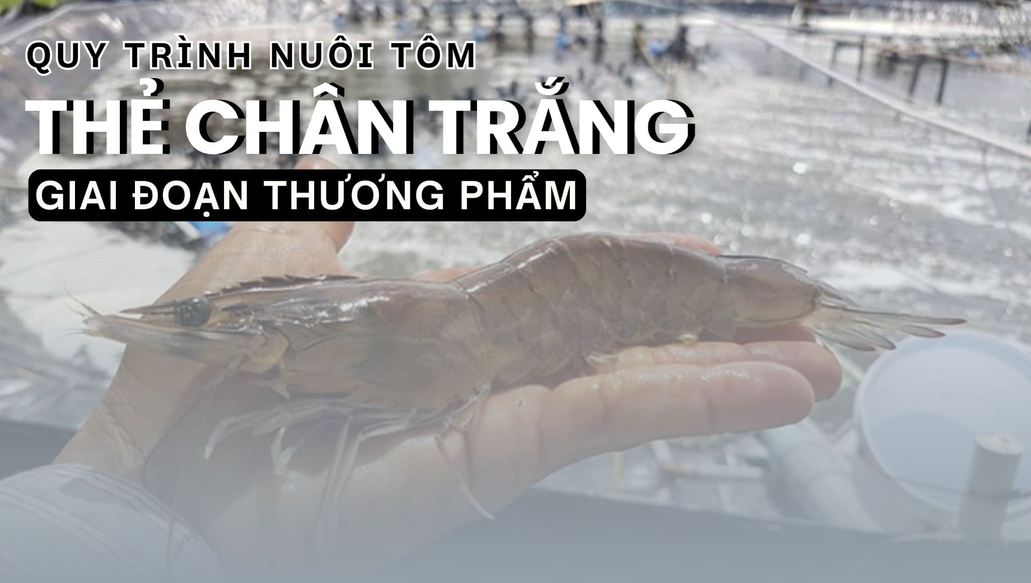 QUẢN LÝ CHĂM SÓC – MÔI TRƯỜNG AO NUÔI | QUY TRÌNH NUÔI TÔM THẺ CHÂN TRẮNG TRÊN AO BẠT ĐÁY (PHẦN 6 & 7)
