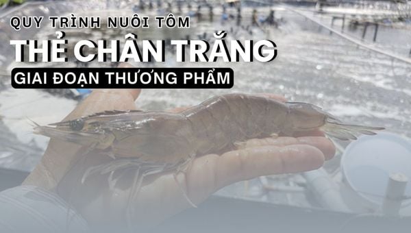 QUẢN LÝ CHĂM SÓC – MÔI TRƯỜNG AO NUÔI | QUY TRÌNH NUÔI TÔM THẺ CHÂN TRẮNG TRÊN AO BẠT ĐÁY (PHẦN 6 & 7)