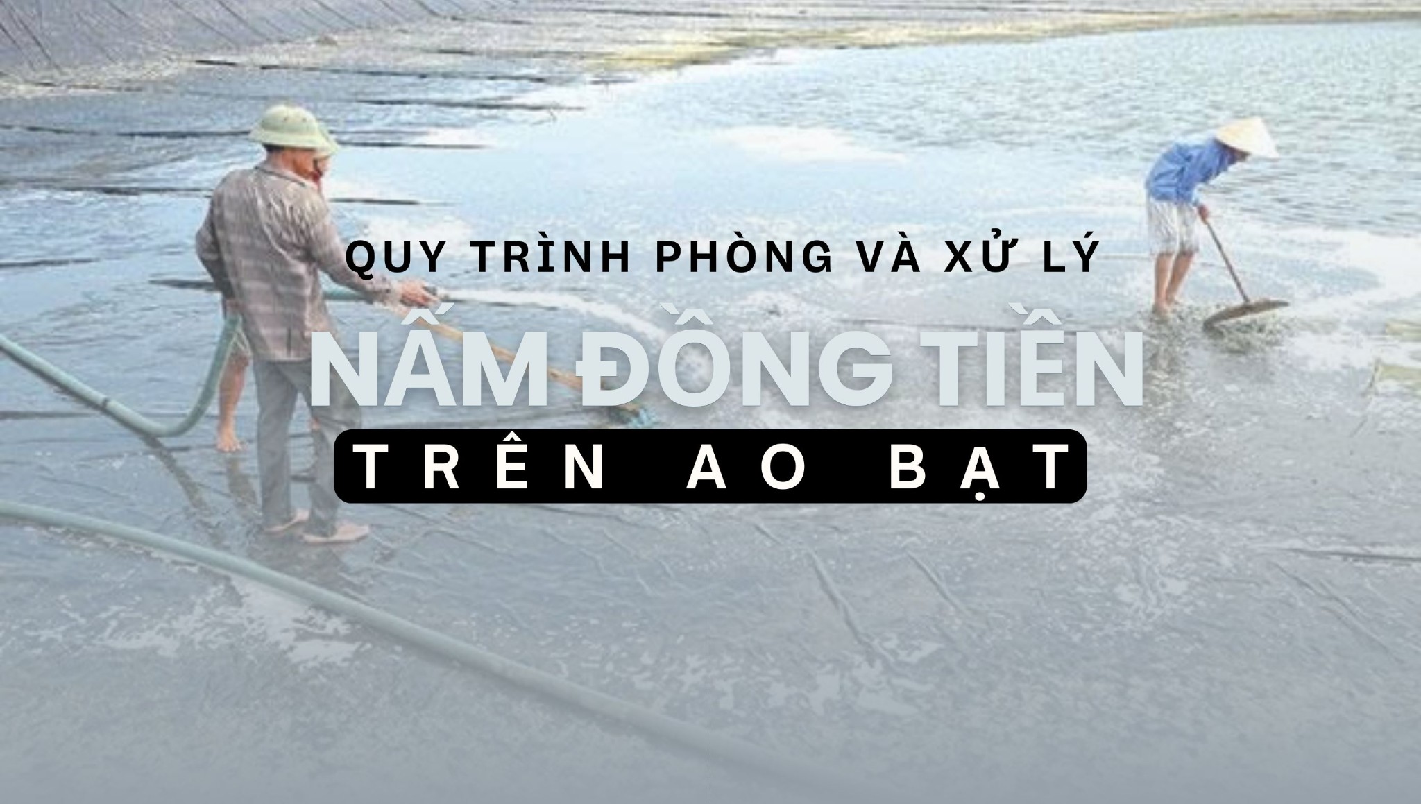 Quy Trình Phòng và Xử Lý Nấm Đồng Tiền Trên Ao Bạt