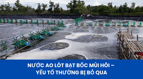 NƯỚC AO LÓT BẠT BỐC MÙI HÔI – YẾU TỐ THƯỜNG BỊ BỎ QUA