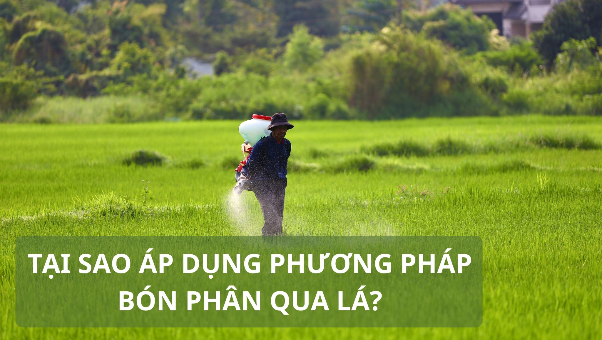 Phân bón lá là gì? Cách bón phân qua lá hiệu quả