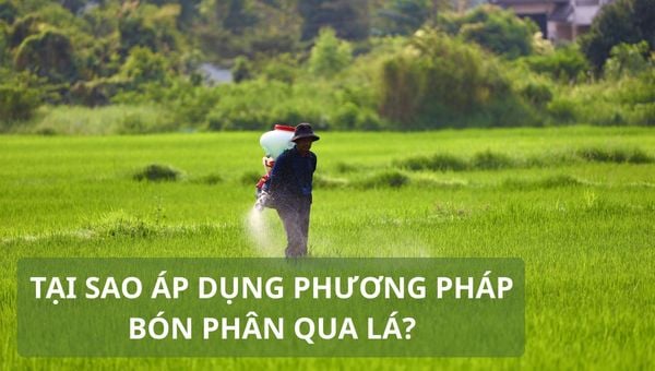 Phân bón lá là gì? Cách bón phân qua lá hiệu quả