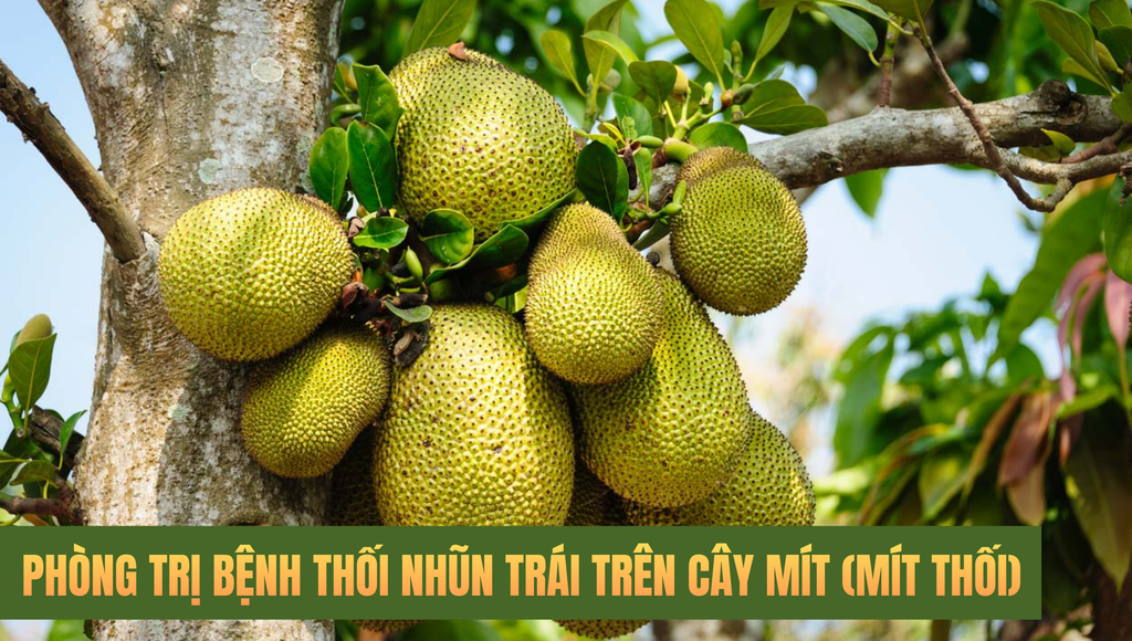 Mít bị thối trái: Triệu chứng và biện pháp phòng trừ