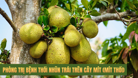 Mít bị thối trái: Triệu chứng và biện pháp phòng trừ