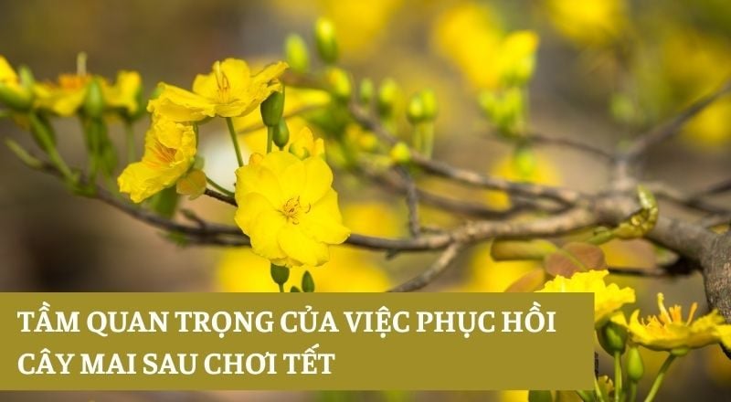 Tầm quan trọng của việc phục hồi cây mai sau chơi tết