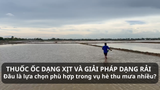 THUỐC ỐC DẠNG XỊT VÀ GIẢI PHÁP DẠNG RẢI: ĐÂU LÀ LỰA CHỌN PHÙ HỢP TRONG VỤ HÈ THU MƯA NHIỀU?