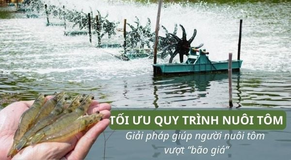 TỐI ƯU QUY TRÌNH - GIẢI PHÁP GIÚP NGƯỜI NUÔI TÔM VƯỢT “BÃO GIÁ”