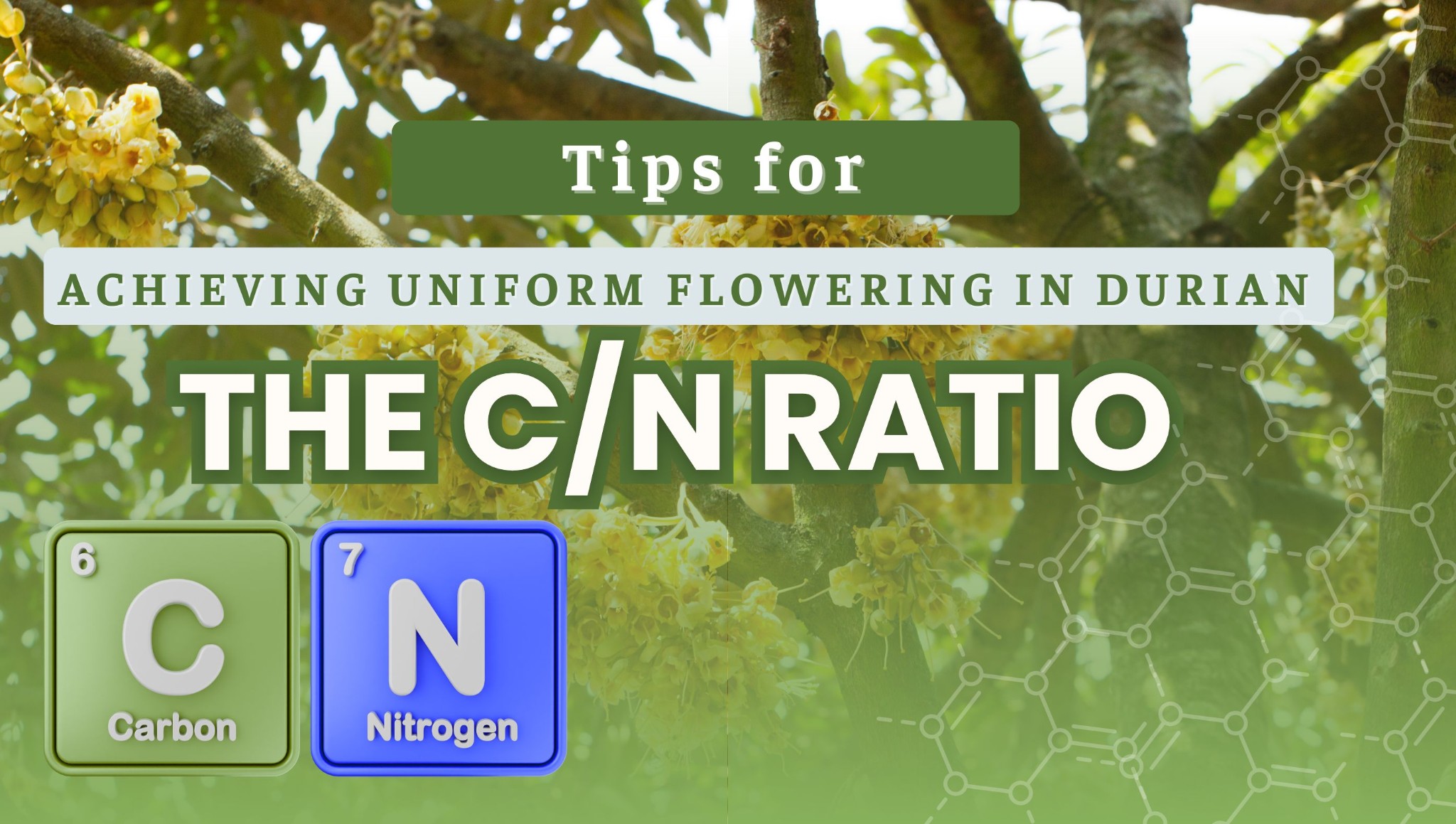 Tips for Achieving Uniform Flowering in Durian – The C/N Ratio