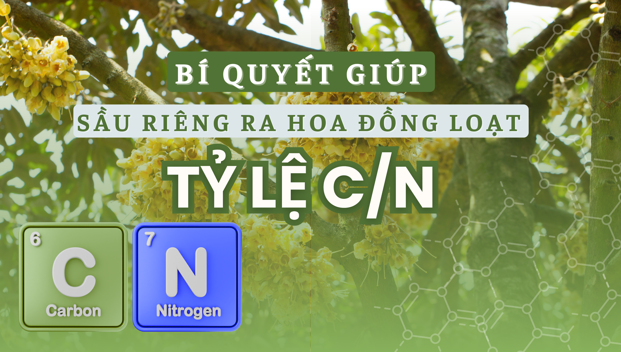 Bí quyết giúp sầu riêng ra hoa đồng loạt - Tỷ lệ C/N