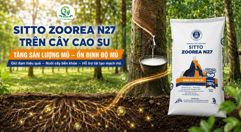 ỨNG DỤNG SITTO ZOOREA N27 TRÊN CÂY CAO SU – HỖ TRỢ TĂNG SẢN LƯỢNG MỦ, ỔN ĐỊNH ĐỘ MỦ