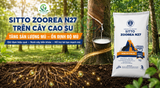 ỨNG DỤNG SITTO ZOOREA N27 TRÊN CÂY CAO SU – HỖ TRỢ TĂNG SẢN LƯỢNG MỦ, ỔN ĐỊNH ĐỘ MỦ