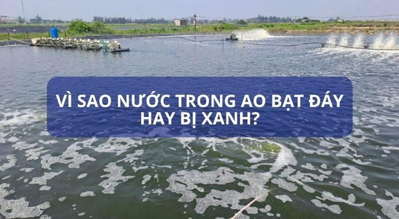 VÌ SAO NƯỚC TRONG AO BẠT ĐÁY HAY BỊ XANH?