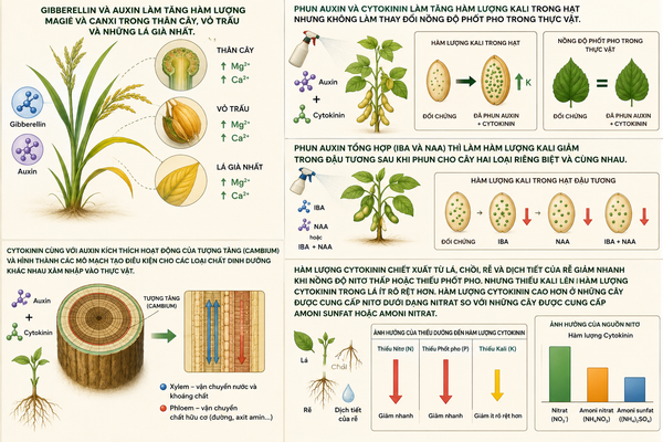 Gibberellin và Auxin làm tăng hàm lượng Magie và Canxi trong thân cây, vỏ trấu và những lá già nhất