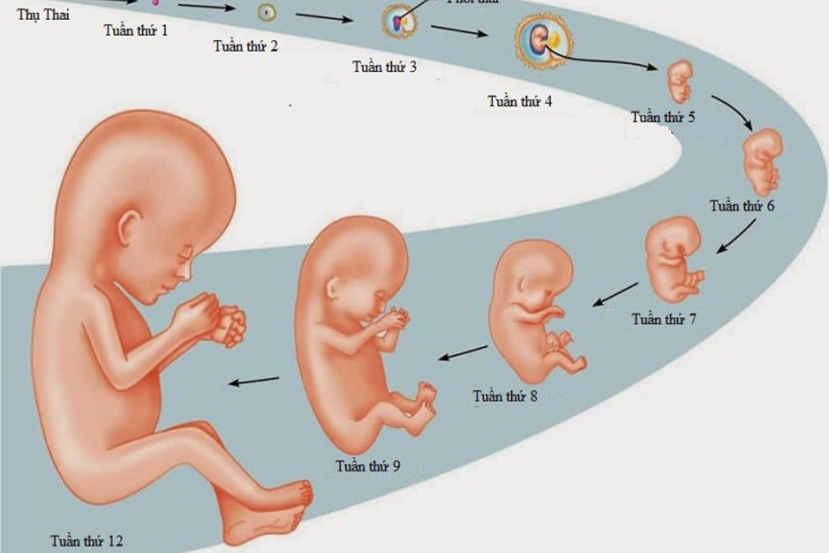 Sự hình thành và phát triển của thai nhi trong bụng mẹ
