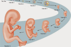 Sự hình thành và phát triển của thai nhi trong bụng mẹ