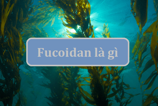 Fucoidan là gì? Tác dụng của Fucoidan đối với sức khỏe