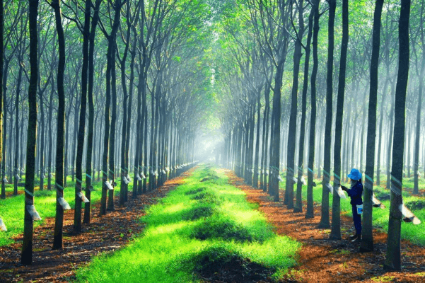 VQM Trong Bảo Quản Cao Su Tự Nhiên: Ngăn Ẩm Mốc, Duy Trì Chất Lượng