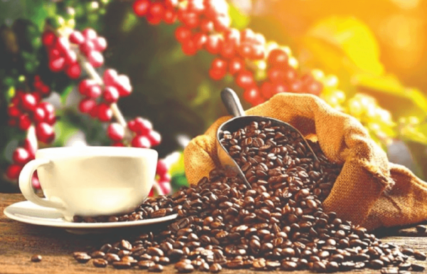 Ứng Dụng VQM Trong Bảo Quản Cà Phê Rang Xay Giữ Trọn Hương Vị