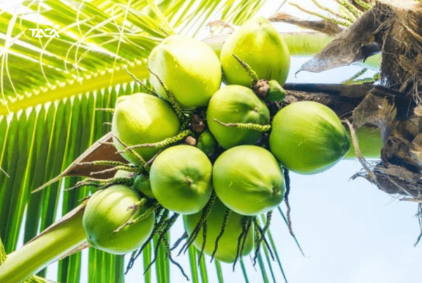 Phương Pháp Đóng Gói Và Bảo Quản Dừa Xuất Khẩu