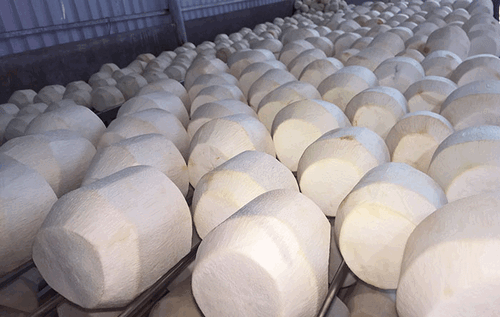 Quy Trình Xử Lý Làm Trắng Cho Dừa Gọt Vỏ Bằng Star-Fresh 9