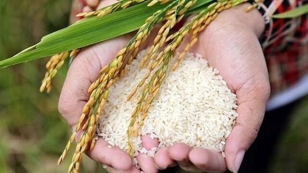 Giải Pháp VQM Tối Ưu Cho Lưu Kho & Xuất Khẩu Gạo Hữu Cơ