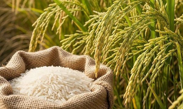 Khí CO₂ VQM Cho Gạo Tấm Hữu Cơ: Giữ Chất Lượng, Giảm Hao Hụt