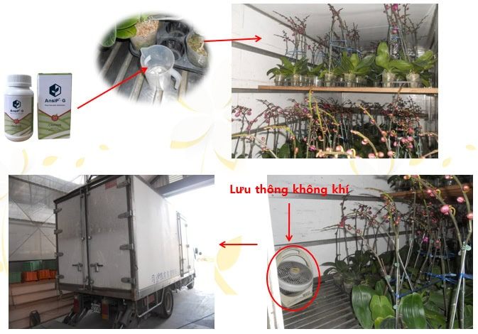 Cách Bảo Quản Hoa Lan Hồ Điệp Tươi Lâu Xuất Khẩu