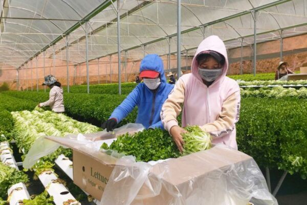 Các Cách Bảo Quản Nông Sản Sau Thu Hoạch Chuẩn Xuất Khẩu