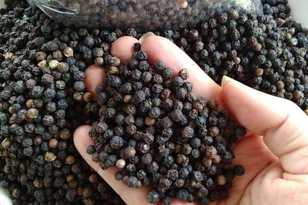Bảo Quản Hạt Giống Hồ Tiêu Dài Ngày Cần Lưu Ý Gì?