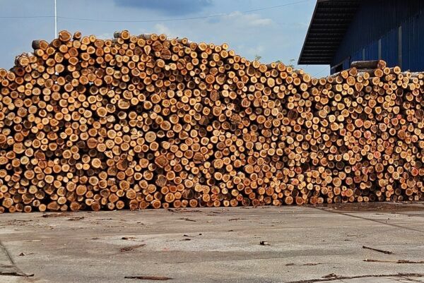 Sancopack Địa Điểm Cung Cấp Gỗ Tràm Thô Số Lượng Lớn